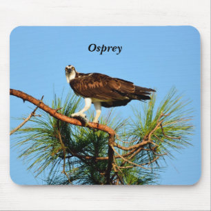 Mousepad Osprey na natureza
