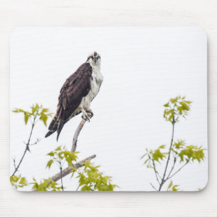 Mousepad Osprey olhar fixamente