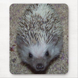 Mousepad Ouriço