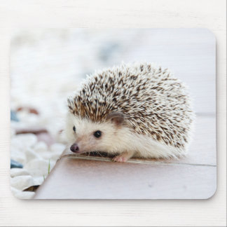 Mousepad Ouriço bonito