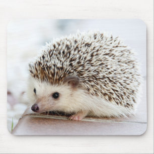 Mousepad Ouriço bonito do bebê