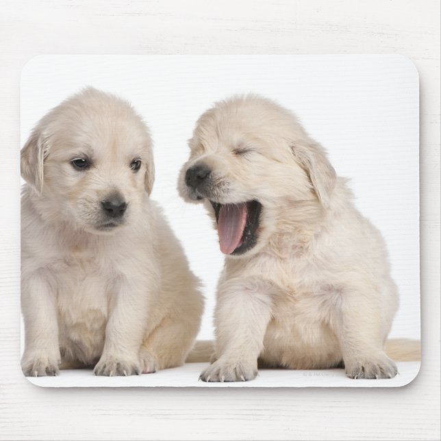 Mousepad Ouro Colheres-medida (4 semanas de idade) (Frente)