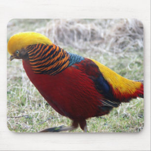 Mousepad Ouro - Crisolóforo pictus