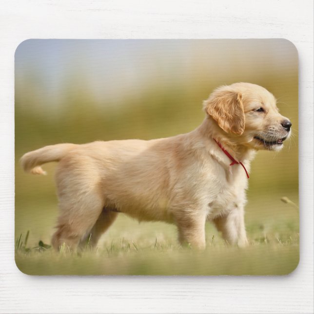 Mousepad Ouro Retriever Puppy (Frente)