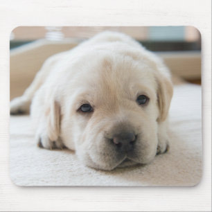 Mousepad Ouro Sonolento Labrador Puppy