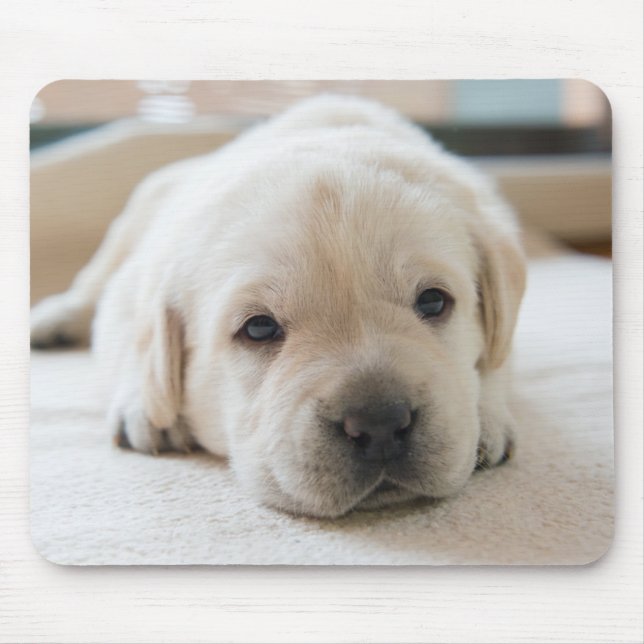 Mousepad Ouro Sonolento Labrador Puppy (Frente)