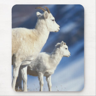 Mousepad ovelhas Dall, Ovis dalli, ovelha e cordeiro