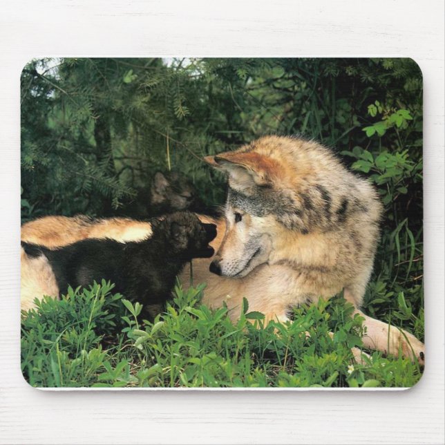 Mousepad p-Wolves_Bay_Street_Cal2001 (Frente)