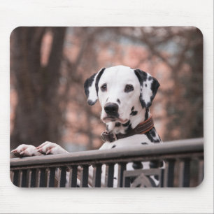 Mousepad Pad de Rato de Cachorro Dalmático