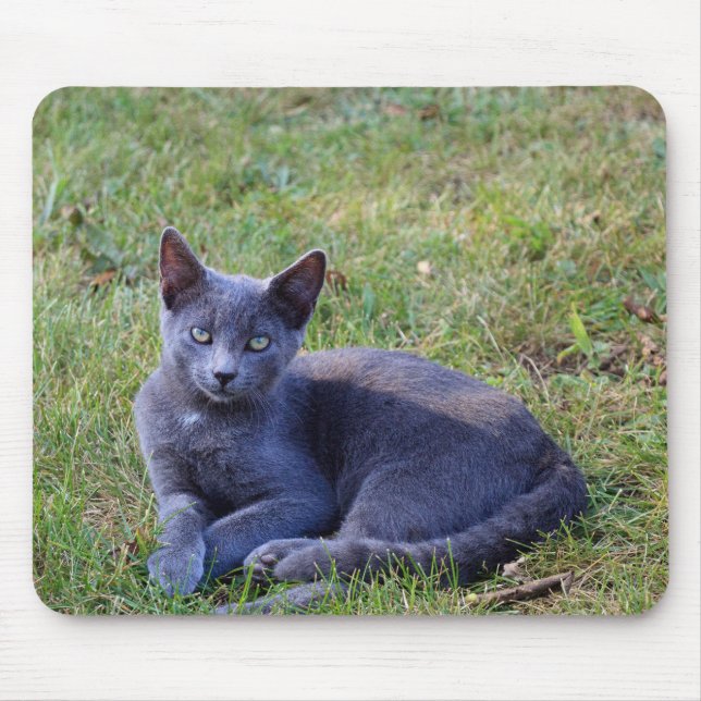 Mousepad Pad de Rato de Gato (Frente)