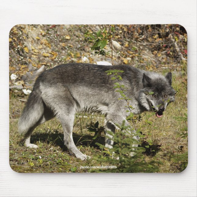 Mousepad Pad de Rato Selvagem da cinza Wolf (Frente)