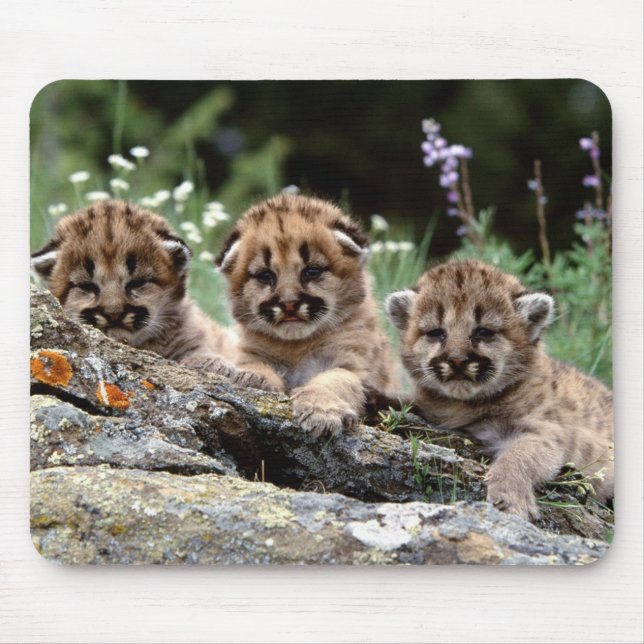Mousepad Pad do Mouse Cubs de Leão Montanhês (Frente)