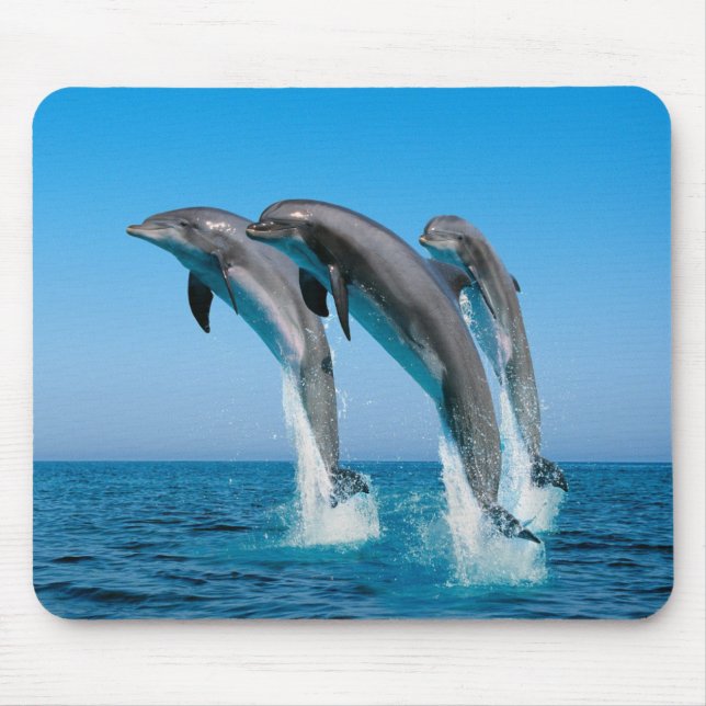 Mousepad Pad do mouse Dolphins (Frente)