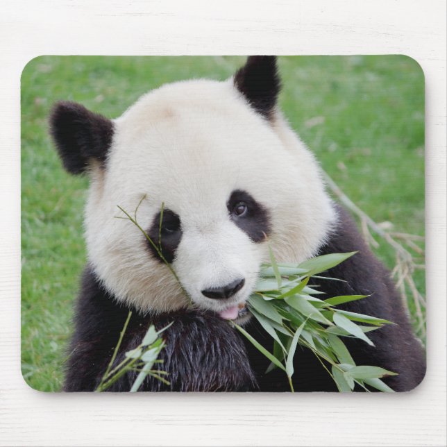Mousepad Pad do mouse Panda gigante fotográfico, animais 02 (Frente)