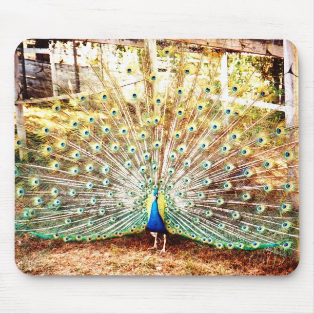 Mousepad Pad do mouse Peacock (Frente)