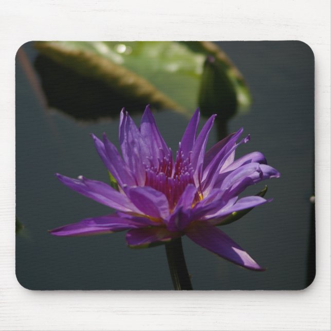 Mousepad Pad do Mouse Waterlily Roxo (Frente)