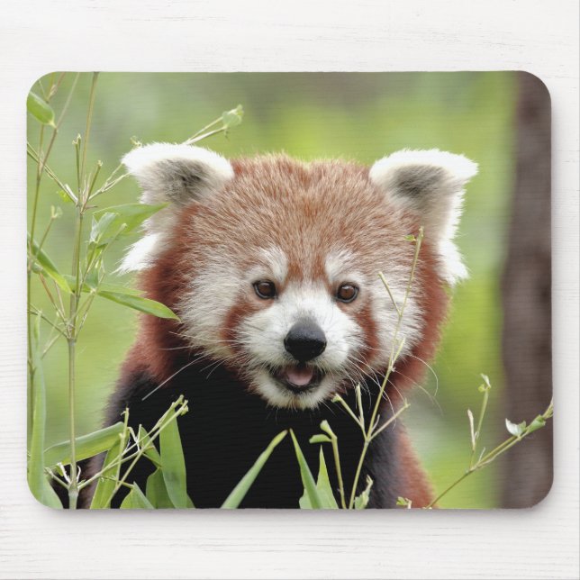Mousepad Pad Foto vermelha panda, animais 0392. (Frente)