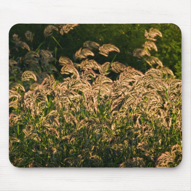 Mousepad Painço Selvagem (Panicum Sp.) Crescendo em Área Úm (Frente)