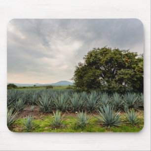 Mousepad Paisagem com agave azul