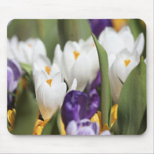 Mousepad Países Baixos, Jardins Keukenhoff, Tulipas.