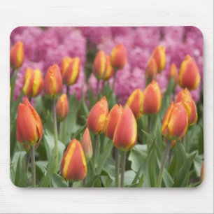 Mousepad Países Baixos (também conhecido como Holanda), Lis