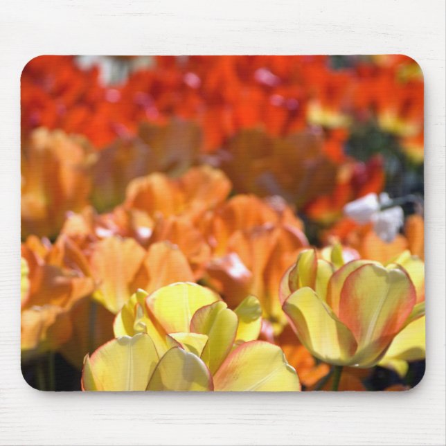 Mousepad Países Baixos (também conhecido como Holanda), Lis (Frente)