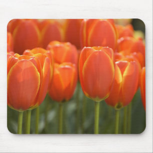 Mousepad Países Baixos (também conhecido como Holanda), Lis