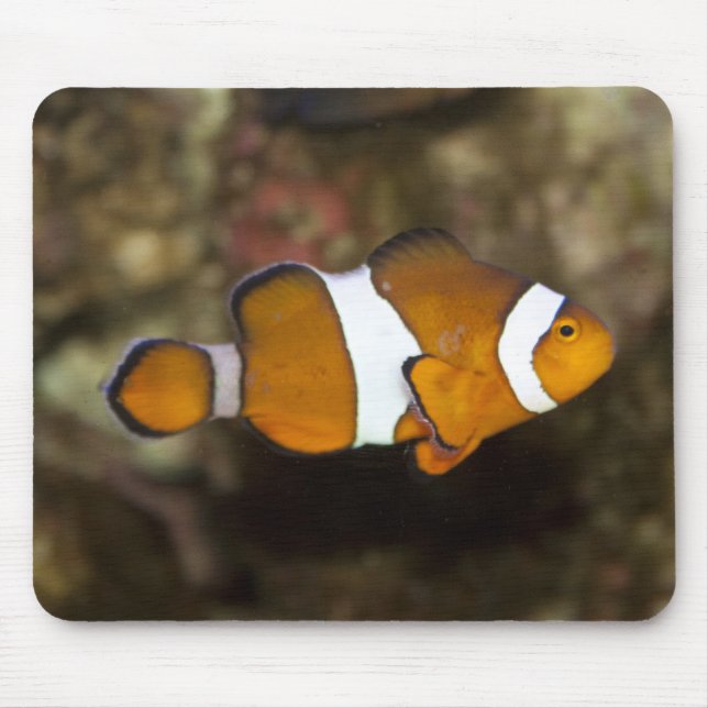 Mousepad Palhaço de Ocellaris (Frente)