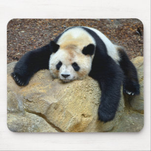 Mousepad Panda gigante adormecida bateu numa pedra