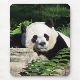 Mousepad Panda gigante que Napping