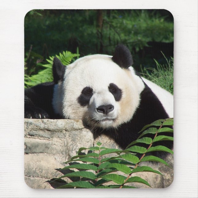 Mousepad Panda gigante que Napping (Frente)