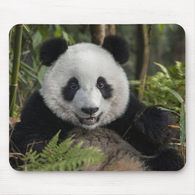 Mousepad Panda jovem feliz, China (Frente)