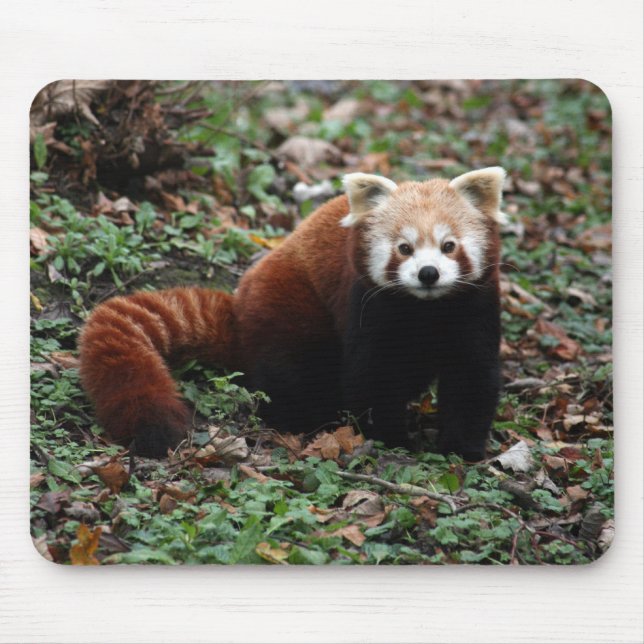 Mousepad Panda vermelha (Frente)