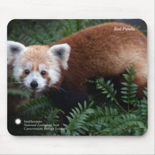 Mousepad Panda vermelha de Smithsonian