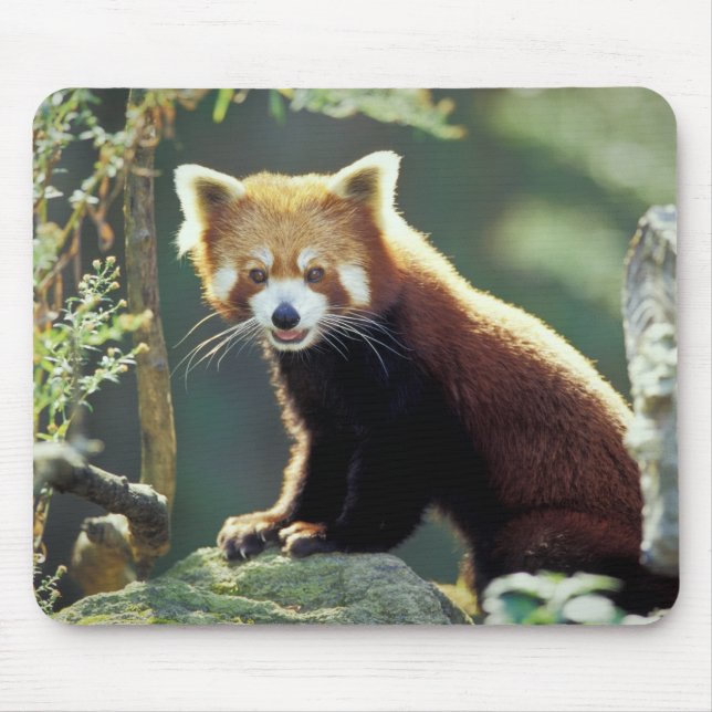 Mousepad Panda Vermelho Ailurus fulgens) (Frente)