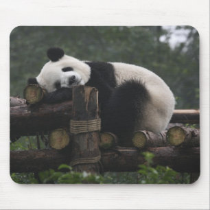 Mousepad Pandas gigantes na Proteção de Pandas Gigantes
