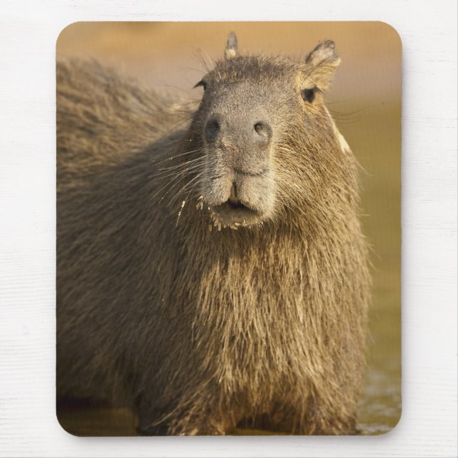 Mousepad Pantanal, Brasil, Capivara, Hydrochoerus (Frente)