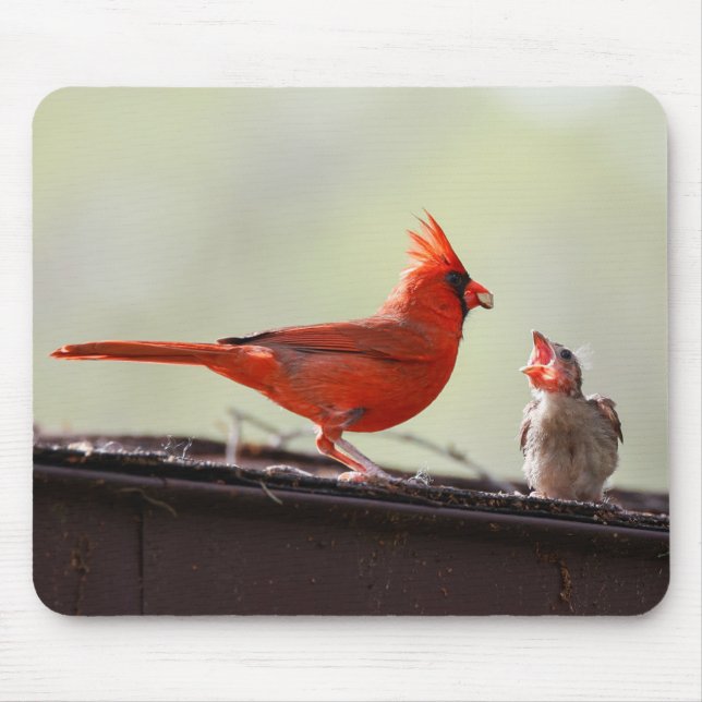 Mousepad Papá e bebê Cardinal 1 (Frente)