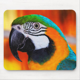Mousepad Papagaio
