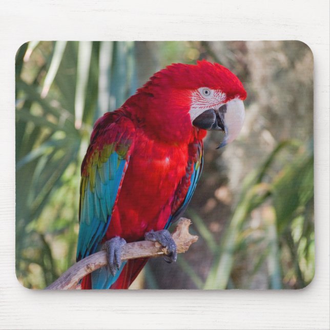 Mousepad Papagaio (Frente)