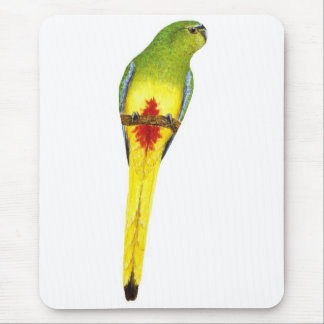 Mousepad papagaio Alaranjado-inchado - chrysogaster de