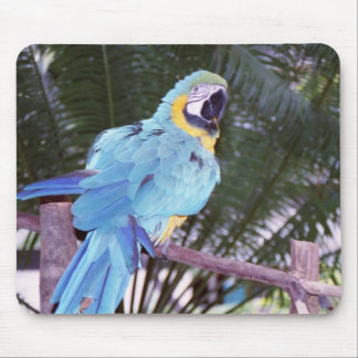 Mousepad papagaio azul