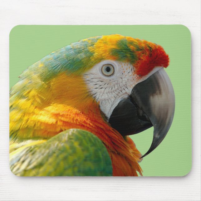 Mousepad Papagaio Bonito e Colorido (Frente)