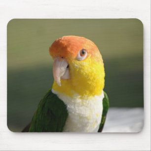 Mousepad Papagaio Caique Branco-Cento-Branco