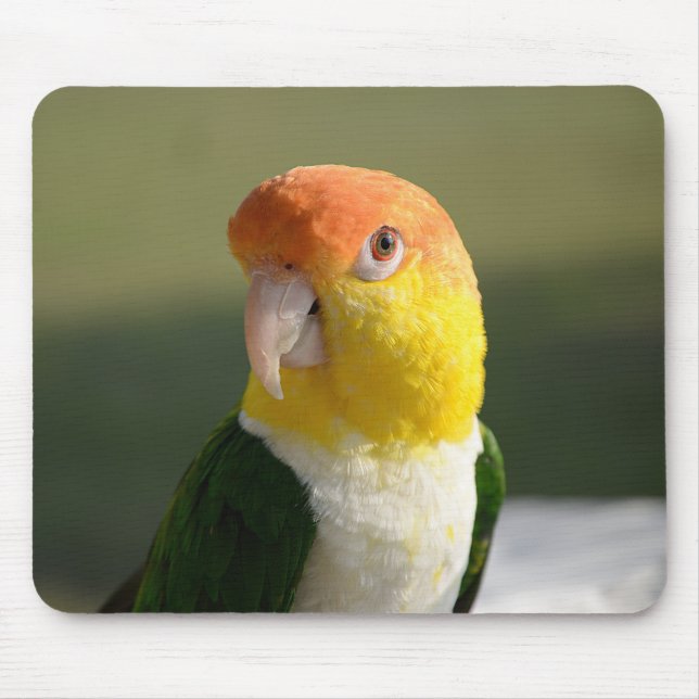 Mousepad Papagaio Caique Branco-Cento-Branco (Frente)