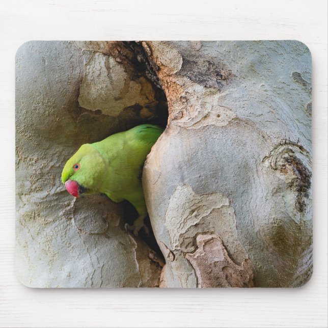 Mousepad Papagaio-de-coleira-branca, pássaro, natureza (Frente)