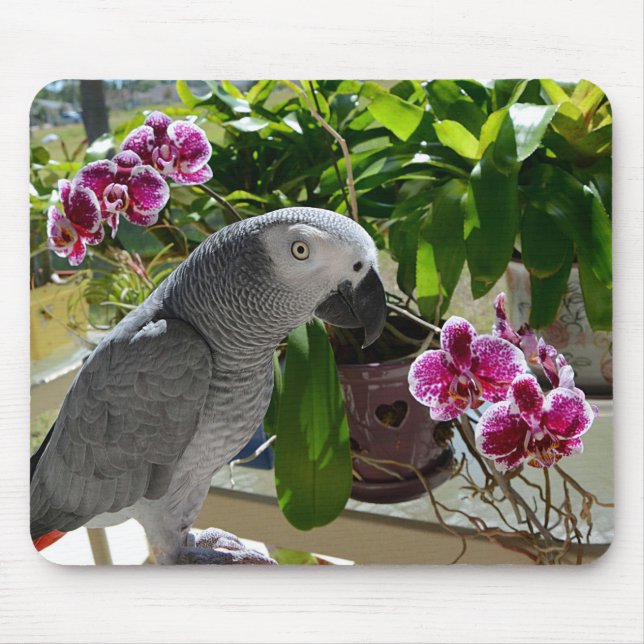 Mousepad Papagaio do cinza africano com orquídeas (Frente)