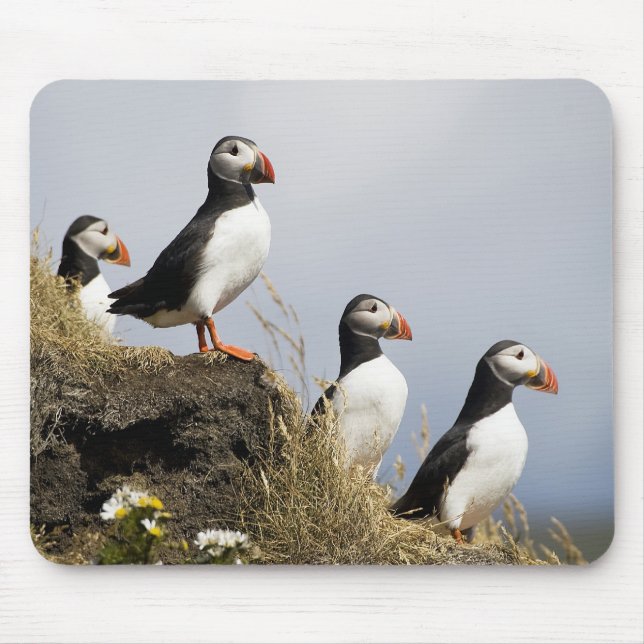 Mousepad Papagaio-do-mar (Frente)