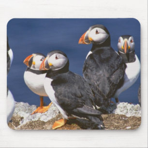 Mousepad Papagaio-do-mar-tastic