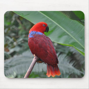 Mousepad Papagaio eclético vermelho